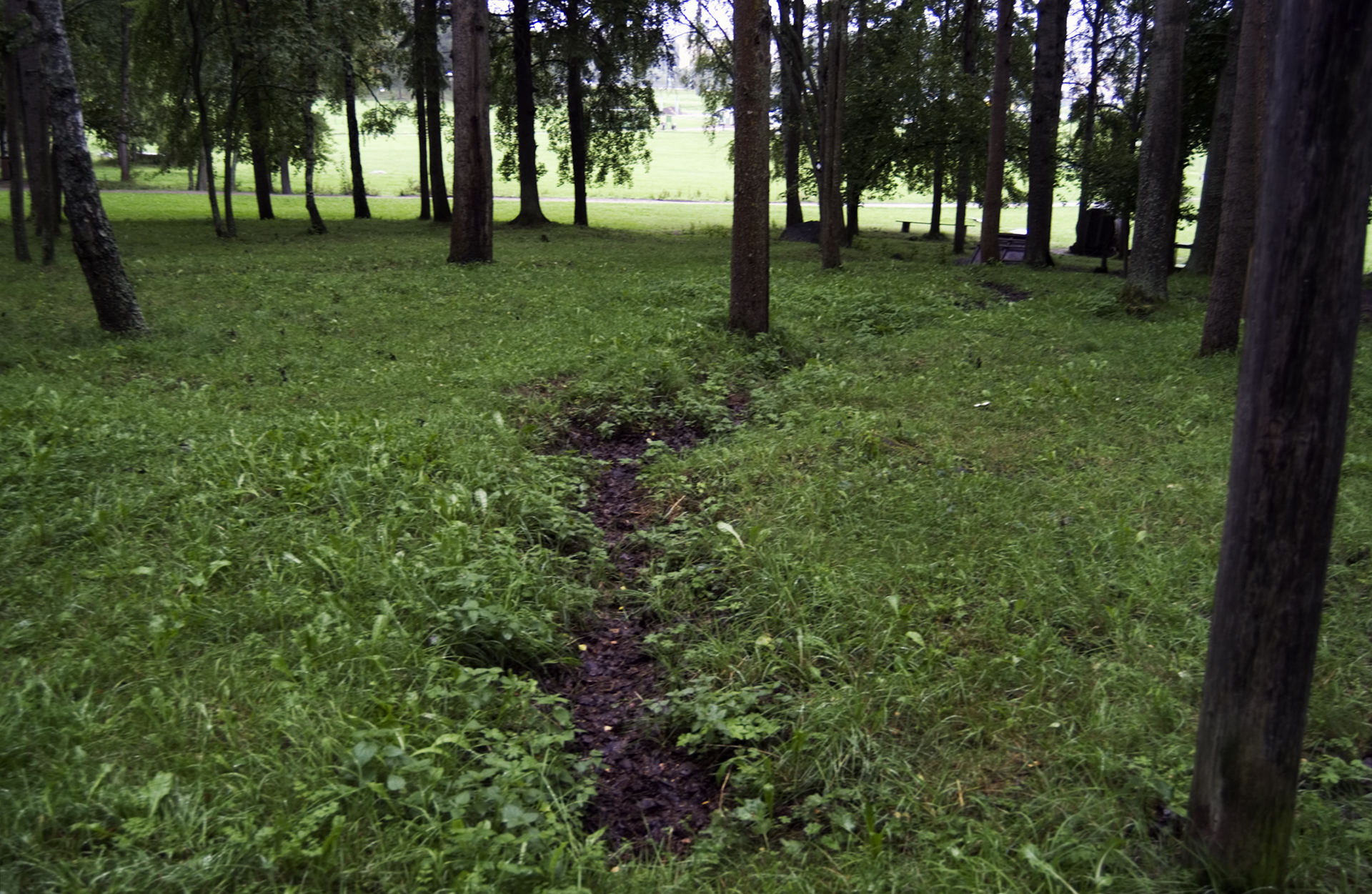 En upptrampad stig går genom skogen. Det är sommar.