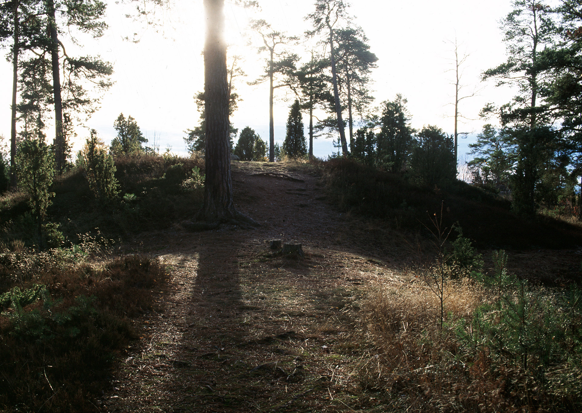 En stig i skogen, solen lyser mellan träden.