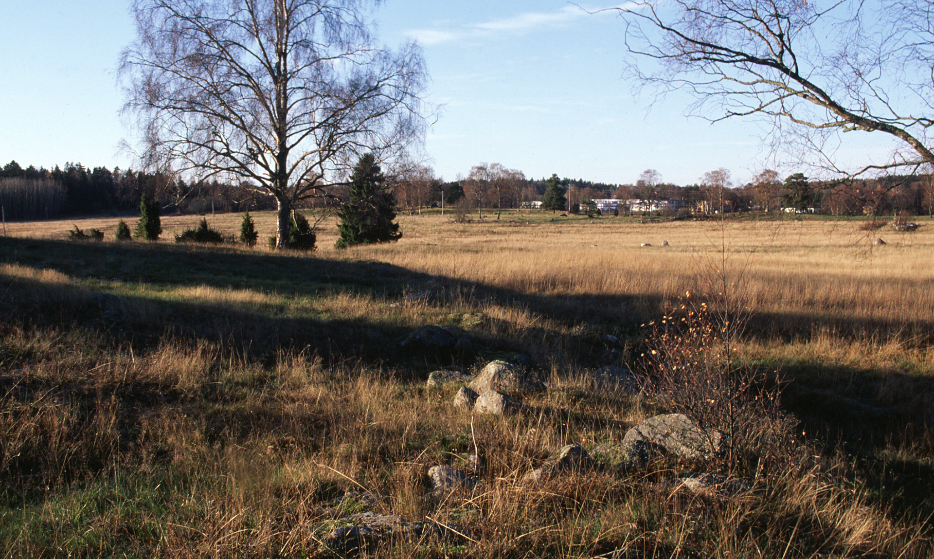 Vy över högt gräs, ett par träd och stenar.