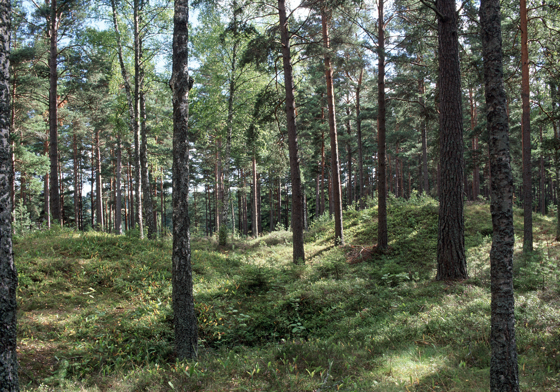 En skog där solen lyser in genom grenarna.