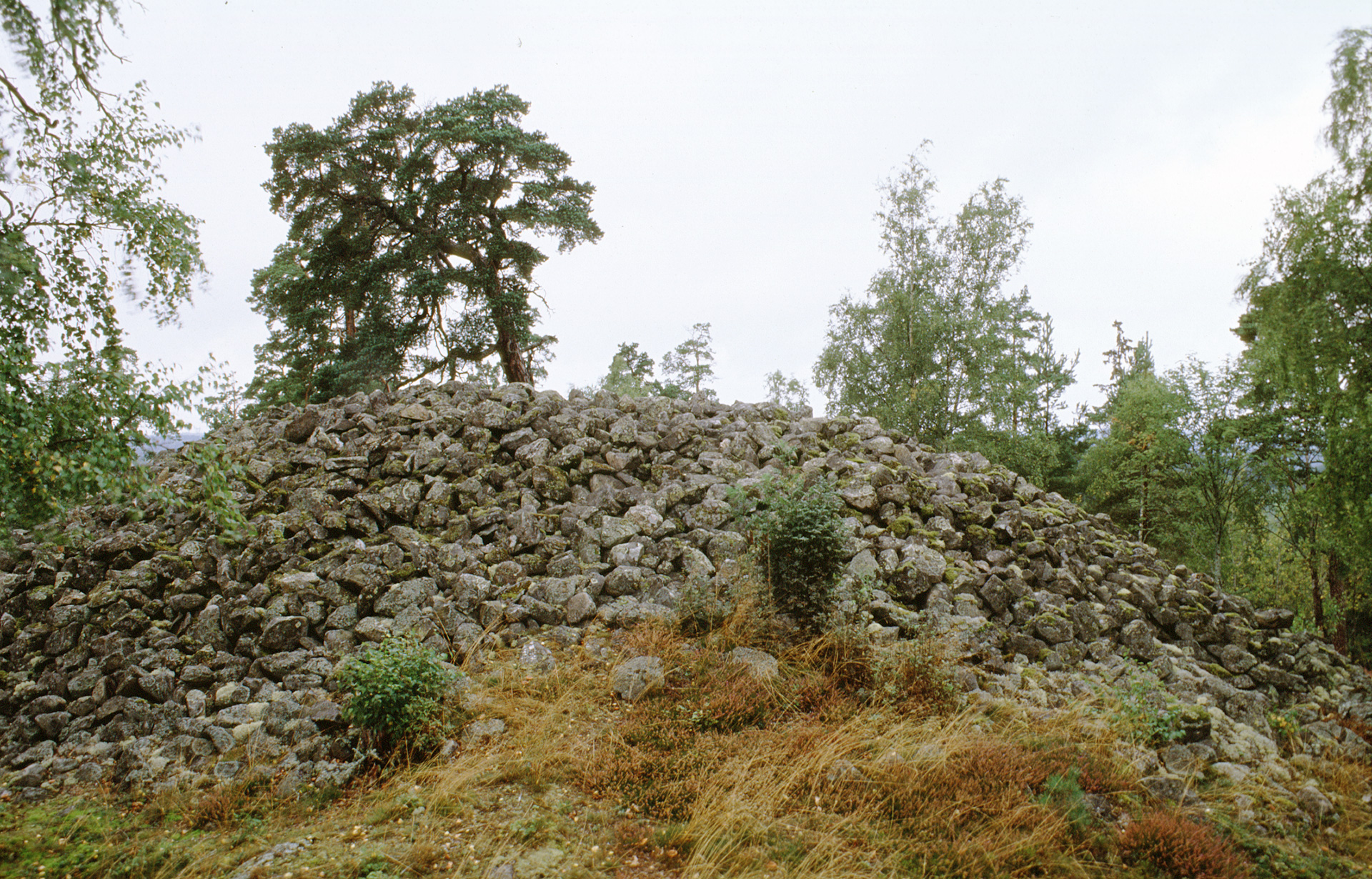 Stenröse, det står trädbakom kullen.