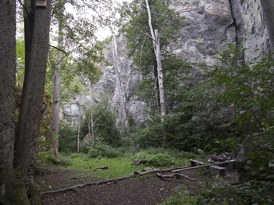 En skog med en klippvägg i bakgrunden.