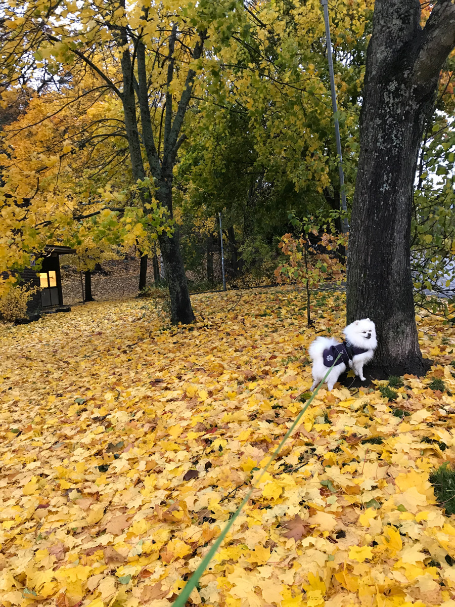 Fisksätra. Hösten.