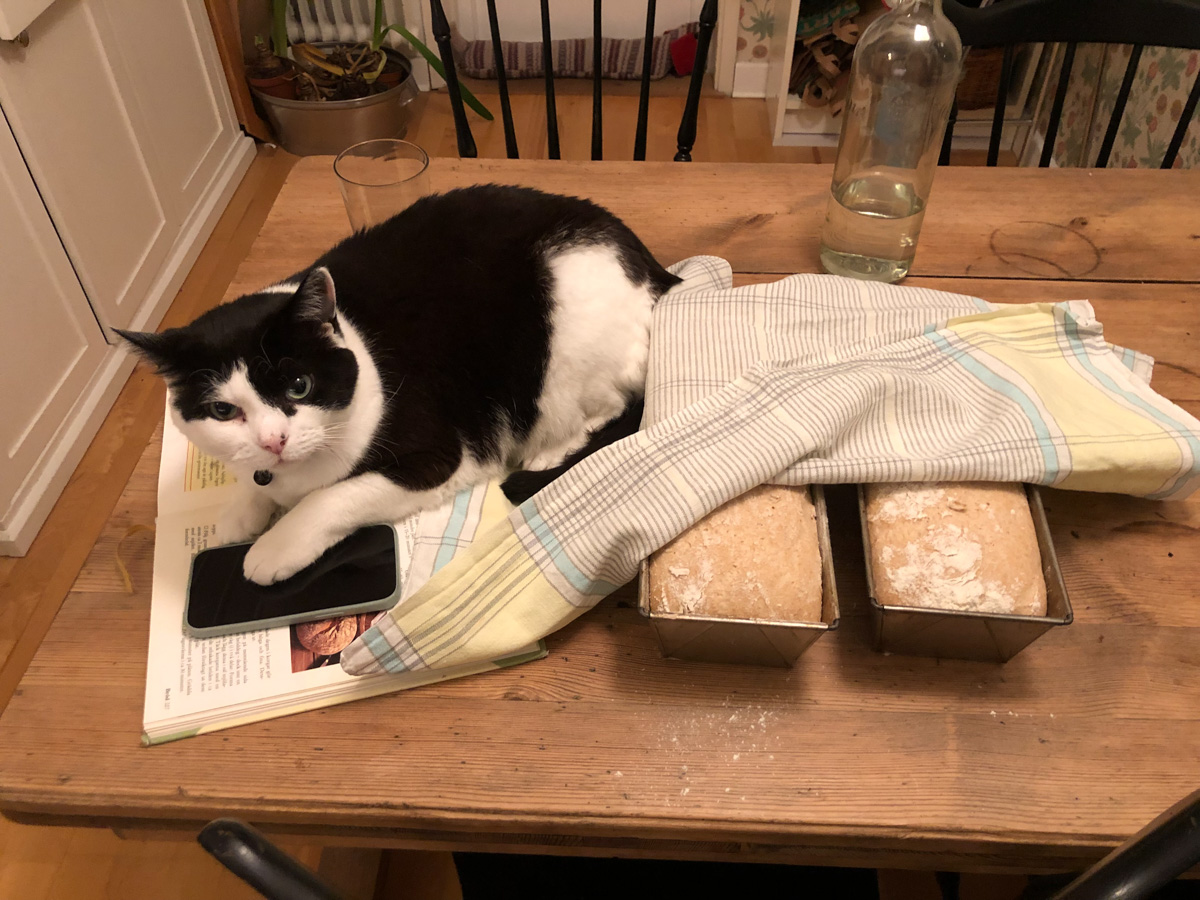 Bakar bröd på mjöl från Landsnora kvarn​. Köpte mjöl på Landsnora kvarn när de hade visning. Bakade två limpor. Katten Alba övervakade jäsningen.