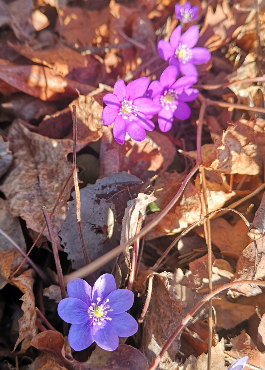 Rosa Blåsippor i Edsberg​.