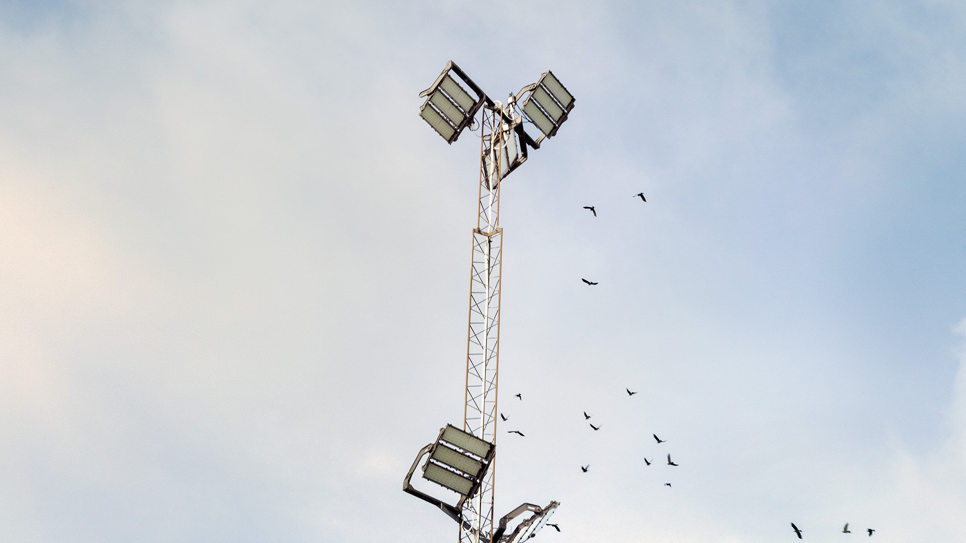 Fåglar som flyger runt strålkastare på Sollentunavallen,