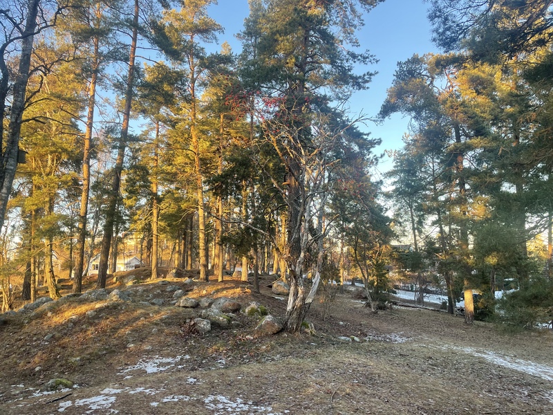 Små kullar och träd som står glest