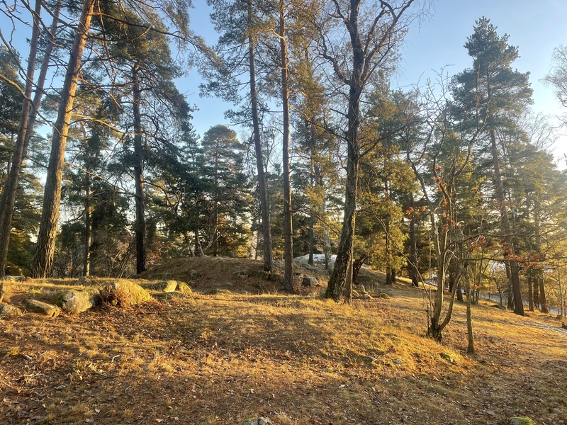 Platta kullar och träd som står glest.