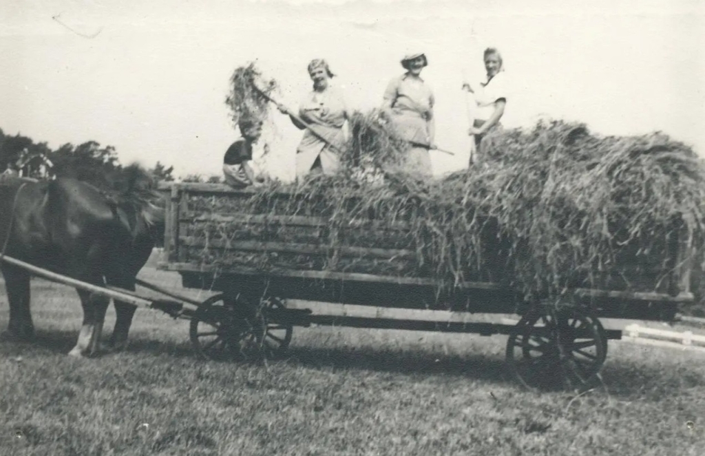 Tre kvinnor står med högafflar på en vagn spänd för en häst. En pojke sitter på vagnens kant. Vagnen är full av hö.